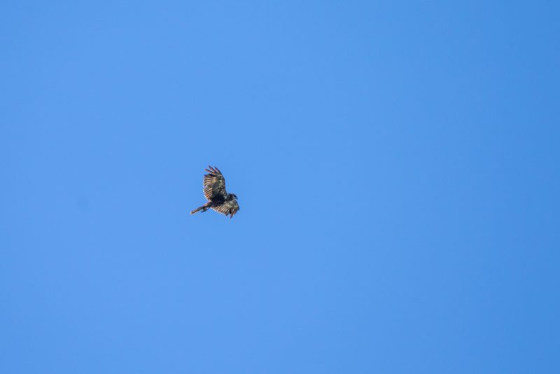 Busard des roseaux en Grande Brière